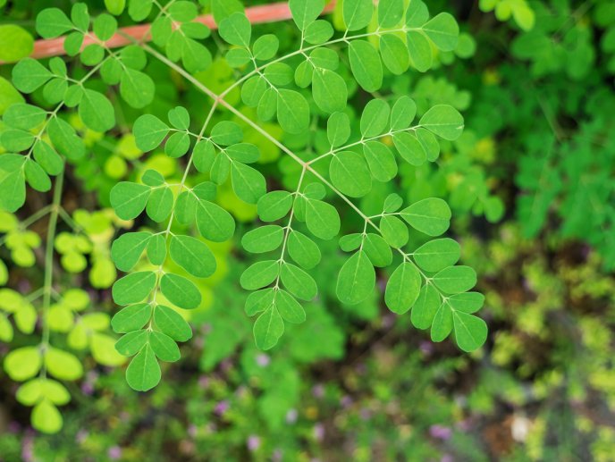 árbol de moringa